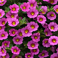 Калибрахоа Каблум Пинк Калибрахоа Каблум Пинк