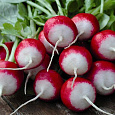 Редис Розово-красный с белым кончиком Редис Розово-красный с белым кончиком