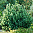 Можжевельник китайский Монарх