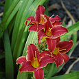 Лилейник гибридный Эйни Фенфайр