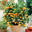 Цитрус Каламандин (Цитрофортунелла)