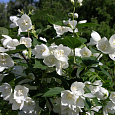 Жасмин садовый Джирандоль