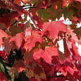 Клен красный Brandywine Клен красный Brandywine