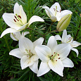 Лилия азиатская Йети