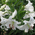 Лилия ОТ-гибрид Вилла Бланка
