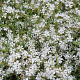 Гипсофила (Качим) ползучая Alba