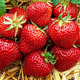 Земляника садовая Магнус
