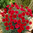 Гвоздика перистая Манот