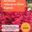 Астильба гибридная Юник Кармин Астильба гибридная Юник Кармин