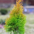Туя западная Голден Анна Туя западная Голден Анна