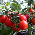 Томат Рябиновые бусы