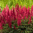 Астильба японская Везувий Астильба японская Везувий