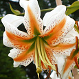 Лилия видовая Леди Элис