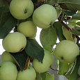 Яблоня Папировка