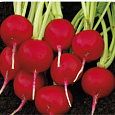 Редис Кардинал F1 Редис Кардинал F1