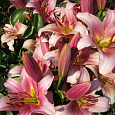 Лилия от-гибрид Спейс Маунтин