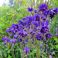 Аквилегия (Водосбор) Barlow Blue Barlow