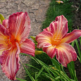 Лилейник гибридный Пинк Страйпс
