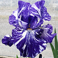 Ирис бородатый Батик