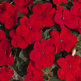 Бальзамин Лоллипоп Черри Ред