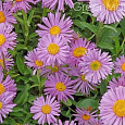 Астра кустарниковая Дворф Нэнси
