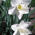 Нарцисс трубчатый Маунт-Худ